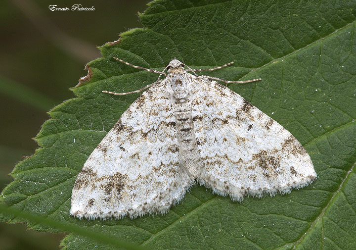 Mesotype didymata